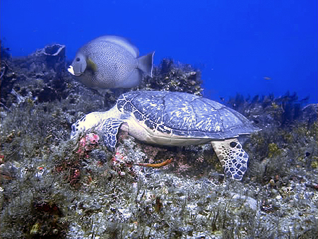 Cozumel turtle